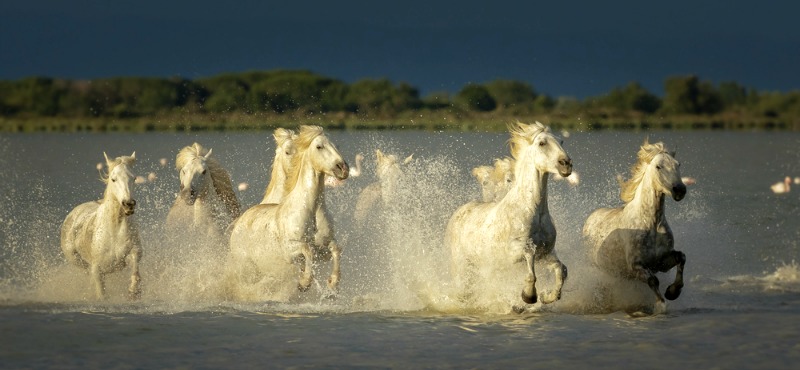 Camargue Camargue