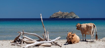 Informations utiles sur la Corse