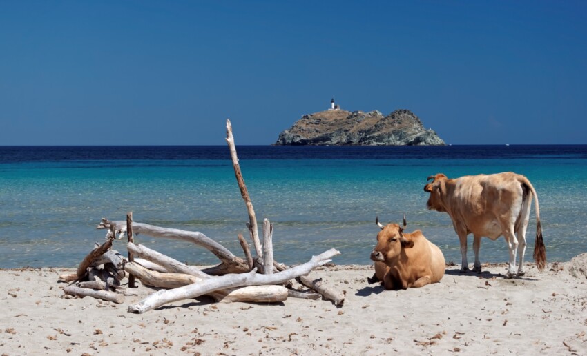 Informations utiles sur la Corse Informations utiles sur la Corse