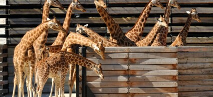 Parc zoologique de Paris